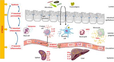 Psychological Stress, Intestinal Barrier Dysfunctions, and Autoimmune Disorders: An Overview